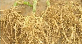 根线无忧，是个啥？