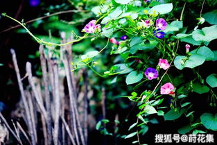 绿玉树净化空气，你了解它还有哪些益处吗