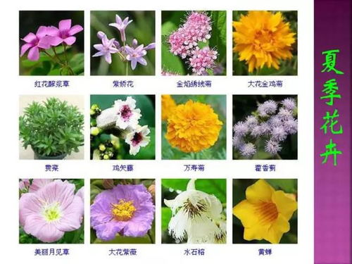 花卉图片搜索利器，这个网站你一定不能错过