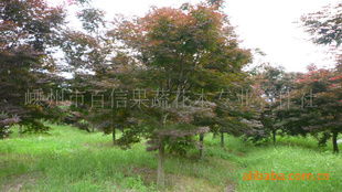 挑选优质枫树：从叶片到枝干全攻略