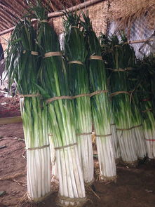 铁杆大葱的价格波动