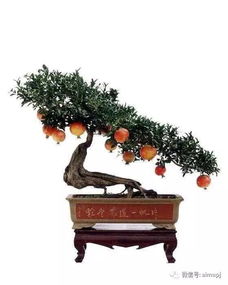 金石榴盆景如何浇水？保持土壤湿润是关键吗
