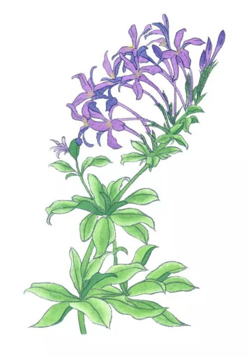 马兰花最佳播种时间是什么时候？春季还是秋季更适合播种马兰花
