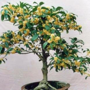 室内养护， 温暖过冬