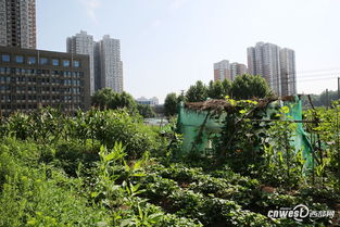 不同朝向阳台的蔬菜选择