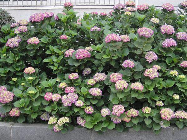 播种成本包括哪些方面？