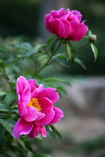 月季花的多姿多彩