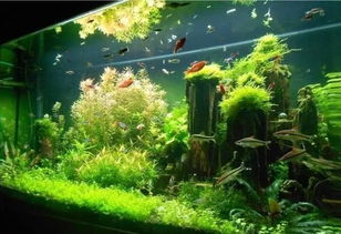 鱼缸装饰替代物