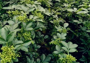 花香浓郁紫茉莉