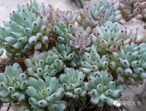 景天科多肉：多样化的色彩盛宴