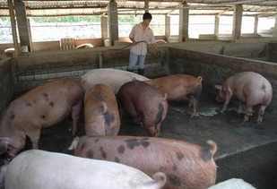 生猪养殖五大恶习巧破解