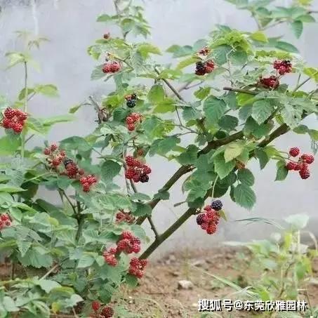 火龙果籽在什么季节播种最合适，何时是种植火龙果籽的最佳时机