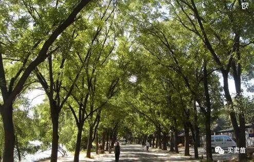 采购决策影响成活：选健康的苗木、安排合理的运输，者阝是在为成活打基础。如guo采购环节出了错，比如选了弱苗，种植后补救的成本会翻倍。