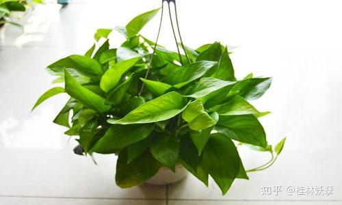 绿萝属于什么植物？原来它是这种类型的植物