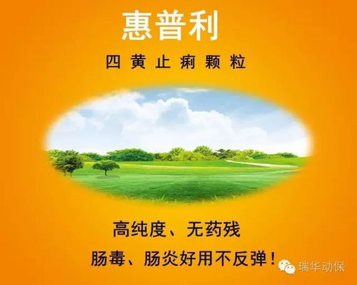 夏秋鸡群易肠道病，防暑消毒是关键