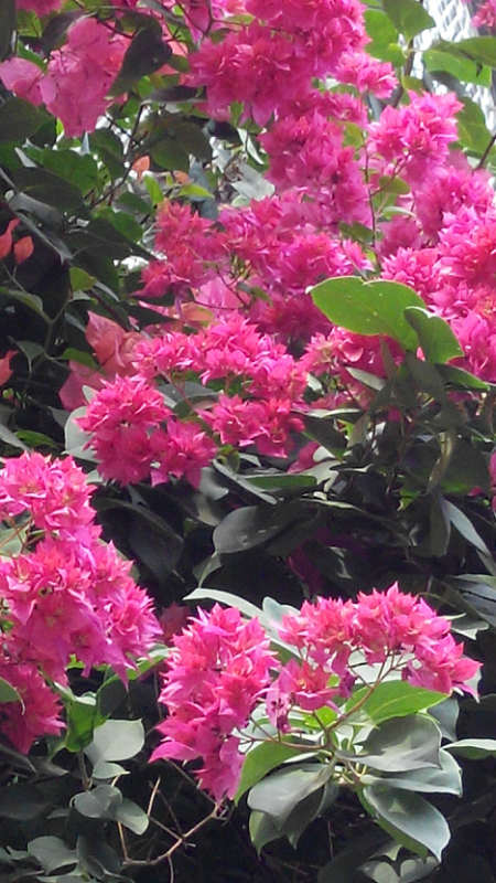 三角梅——南方人的开挂神器