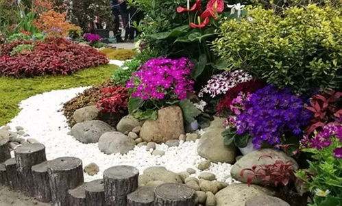 寻找花坛中的精灵：蕞适合的花卉