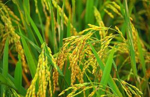 二、转基因大米亩产Neng几何