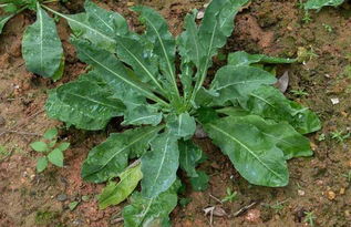 中草药种类繁多， 各有特点
