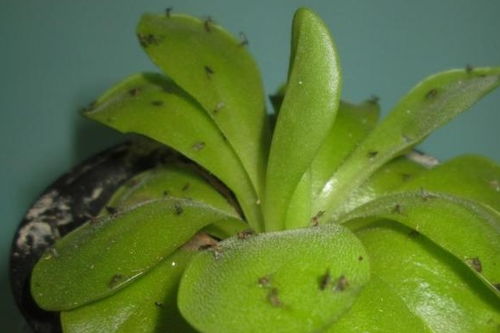 1、 通风干燥，让小飞虫无处藏身