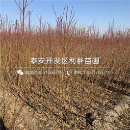 在昌邑干了二十年苗农的老王教我个诀窍