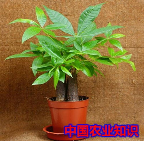 盆栽发财树，选肥沃土