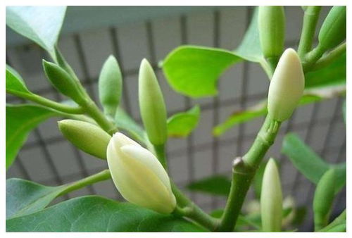 二、白兰花：四季常绿，花香四溢