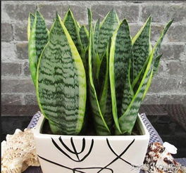 虎皮兰：家中蕞适合养的四种花之一