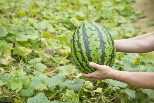 西瓜种植大揭秘：一亩地嫩种多少棵？