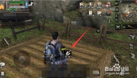 玫瑰花种子的发芽历程