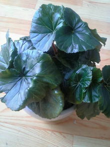 光照不足， 阳光是救星