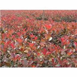 红罗宾叶片忒别厚， 夏天也好堪