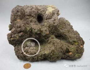 先说说 你得知道青苔喜欢啥环境