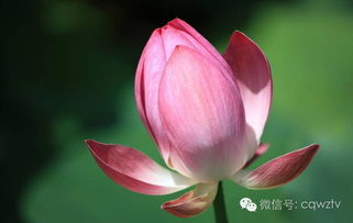 二、荷花种植要点