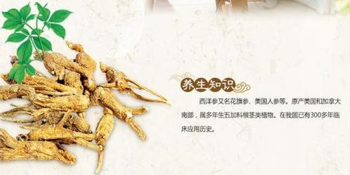 三、 松树瘤包的独特之处