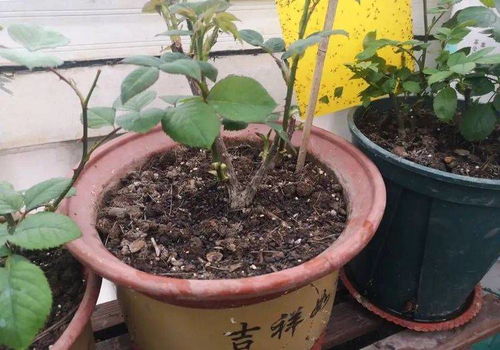 春季屁股花，浇水量多少才恰到好处