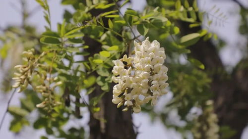 槐花夏季盛开，花香四溢