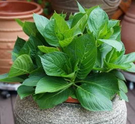 花卉叶子发黄干枯的原因探秘