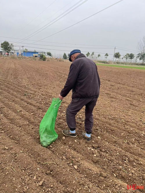 遭遇大雨，白术种子如何急救？