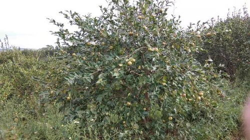 除草剂喷在树上，树会死吗？揭秘真相！