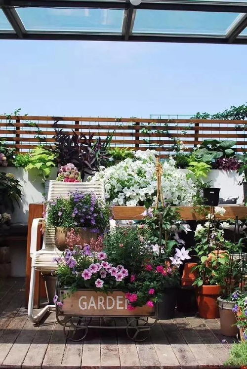 阳台花园的秘密