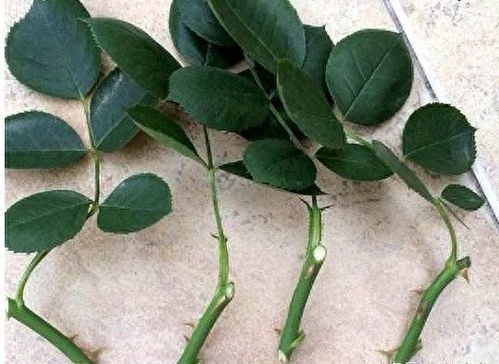 修剪和摘叶的艺术