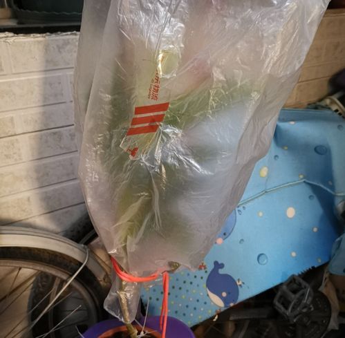 吸水盆棉线如何巧妙穿过植物茎干，使其均匀分布