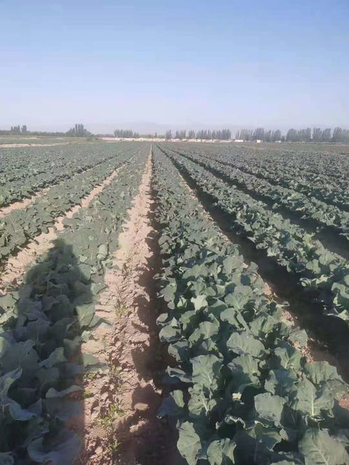 连续阴雨天气要留意