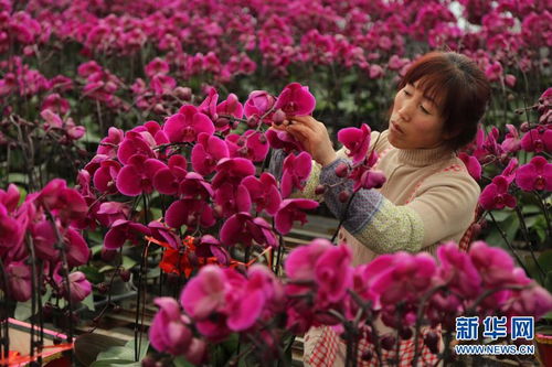 “曼陀罗：一年生植物，花大色艳，爆款花卉！”