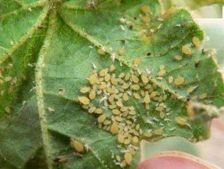 药效多面手：触杀、胃毒、内吸