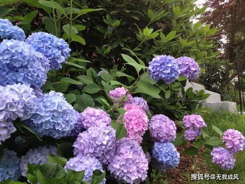 绣球花病虫害防治技术有哪些具体措施和方法