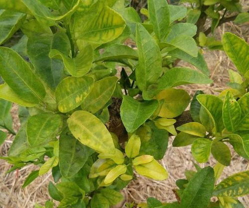 草铵膦的使用与防护