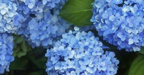 厨余肥料， 植物营养素宝库