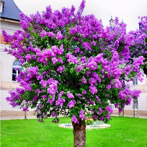 一、 丁香花的种植环境